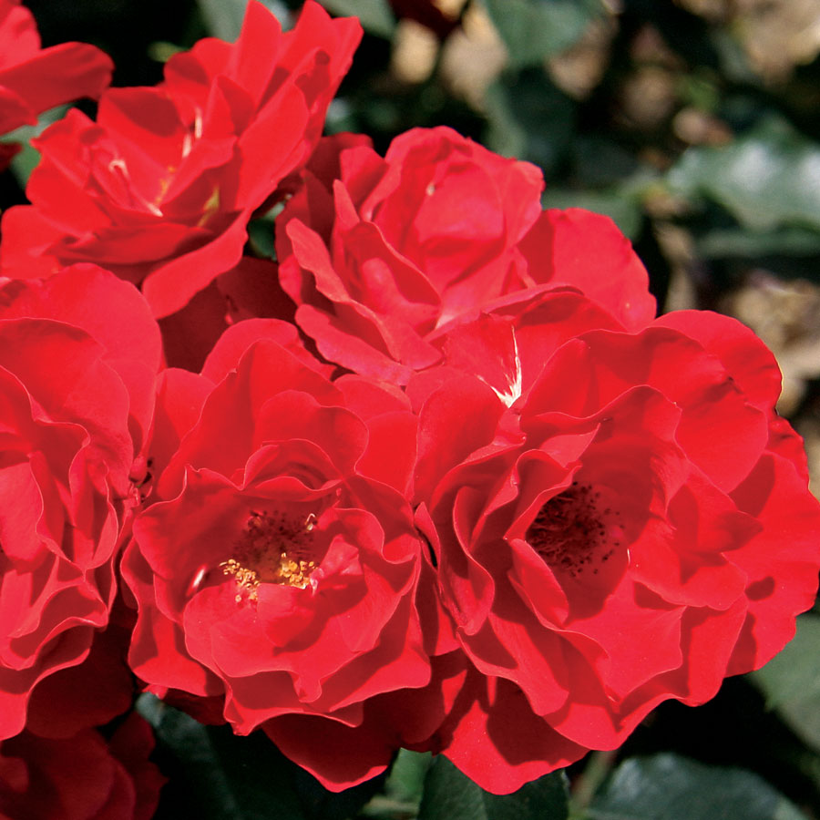 KnockOut Rose Plant Guide